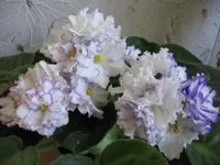 IMG_8252.webp