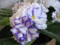 IMG_8253.webp