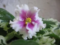 Buckeye icebreaken_8263.webp