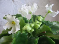 Golden Autumn_8261.webp