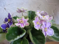 Rebel's Splatter Kake_8247.webp