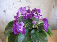 Silverglade Bangles_8265.webp