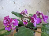 Sun Sizzle_8269.webp