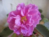 -Богиня красоты_8271.webp