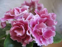  вишня _8249.webp