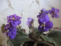 -Солнечное затмение_8256.webp