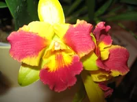 цветики 009.jpg