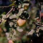 CNV000002.webp