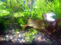 2020-03-31 01-12-53.webp