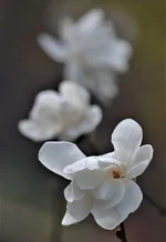 DSC_7827.webp