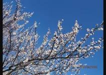 P4070562.JPG.webp