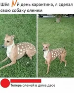 FB_IMG_1586332420086.jpg