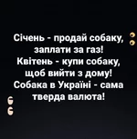 про собаку.jpg
