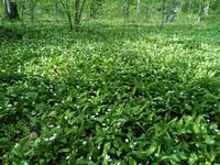 IMG_20200503_162429+s.webp