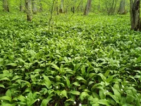 IMG_20200503_163312+s.webp