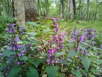 IMG_20200503_161018+s.webp