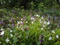 IMG_20200503_172652+s.webp