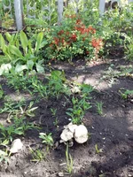 IMG-ff586675d3786ab5b79e308a8793ef40-V.webp