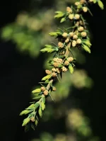 _20_4.webp
