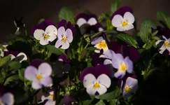 DSC_5316.webp