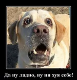  ну ладно, ну ни хера  себе.webp