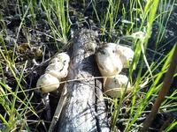 IMG_20200509_172528_s.webp