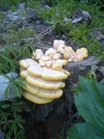 IMG_20200515_200243.jpg