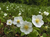 CIMG3363+s.webp