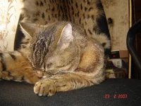 DSC04430.jpg