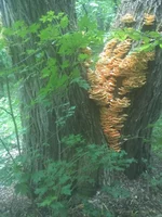 IMG_20200519_1227561.jpg