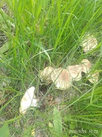 IMG_20200525_102241.webp