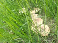 IMG_20200525_102227.webp