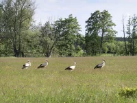 CIMG3589_s.webp