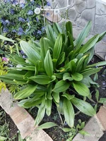 P00509-171521.webp