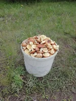 IMG_20200528_125218.jpg