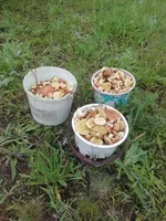 IMG_20200529_132610.webp