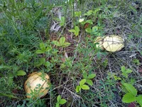 IMG_20200530_153326+s.webp