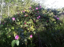 IMG_20200530_180118+s.jpg