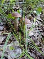 IMG-5ce196c3dc558ddb6d66c0d2a7d84eb9-V.webp