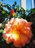 IMG_20200611_083507.jpg