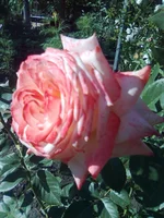 0145.webp