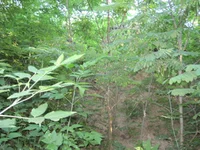вход 005.jpg