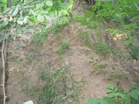  006.webp