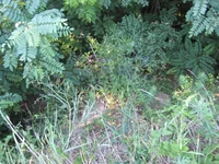  007.webp