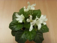 Lunar Lily White.webp
