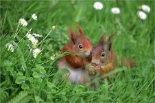 romashki i belki.webp