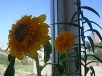 DSC00705.webp