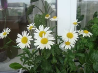 DSC00747.webp