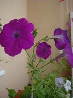 DSC00749.webp
