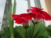 DSC00671.webp